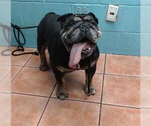 Bulldog Dogs for adoption in Downey, CA, USA