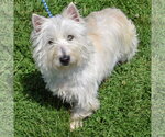 Small #1 Cairn Terrier Mix