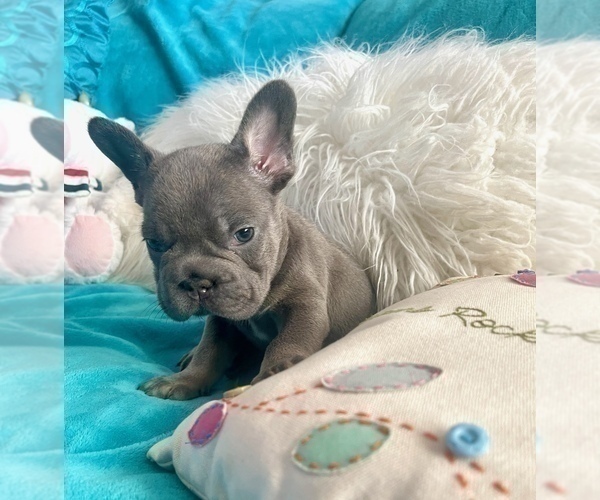 Medium Photo #7 French Bulldog Puppy For Sale in HOUSTON, TX, USA