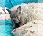 Small #6 French Bulldog