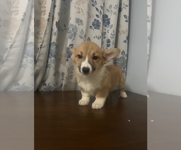 Medium Photo #51 Pembroke Welsh Corgi Puppy For Sale in DURHAM, CT, USA