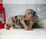 Small #1 Dachshund