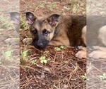 Small Photo #17 Malinois Puppy For Sale in GROVE, OK, USA