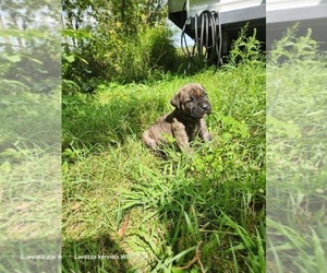 Cane Corso Puppy for sale in OSSEO, WI, USA