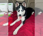 Small Siberian Husky
