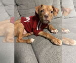 Small #2 Mutt