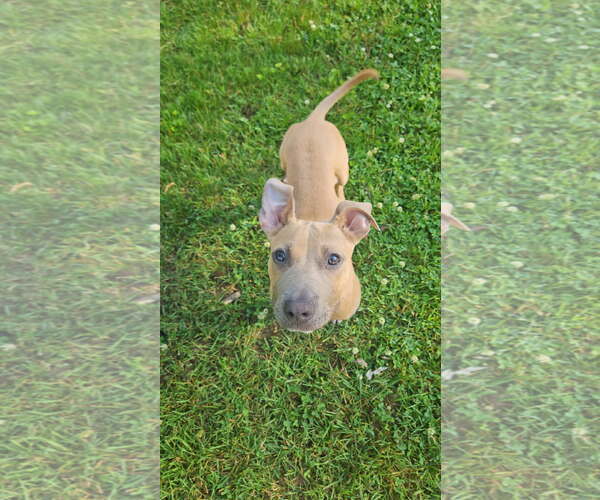 Medium Photo #2 Mutt Puppy For Sale in Marine City, MI, USA