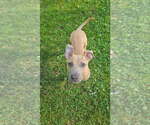 Small #1 Mutt