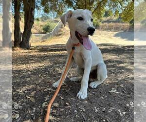Labrador Retriever-Unknown Mix Dogs for adoption in San Diego, CA, USA