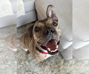 Willy - Male Bulldog-Unknown Mix Dog for Adoption - Photo #4