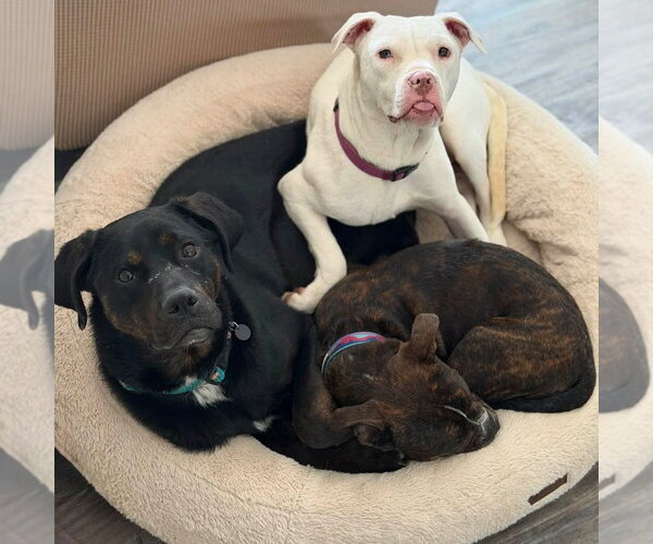 Medium Photo #3 Mutt Puppy For Sale in Canton, CT, USA