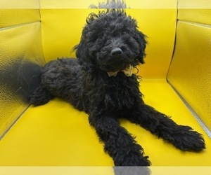Medium Poodle (Miniature)
