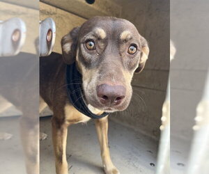 Doberman Pinscher-Unknown Mix Dogs for adoption in Oklahoma City, OK, USA