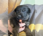 Small #2 German Shepherd Dog