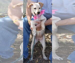 Labrador Retriever-Whippet Mix Dogs for adoption in Bandera, TX, USA