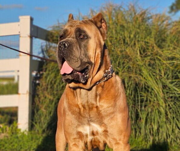Medium Photo #1 Cane Corso Puppy For Sale in CLARKRANGE, TN, USA
