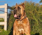 Small Photo #1 Cane Corso Puppy For Sale in CLARKRANGE, TN, USA