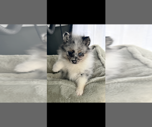 Pomsky Puppy for sale in NILES, MI, USA