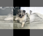 Image preview for Ad Listing. Nickname: Bluey