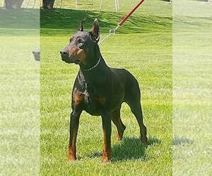 Father of the Doberman Pinscher puppies born on 04/19/2023