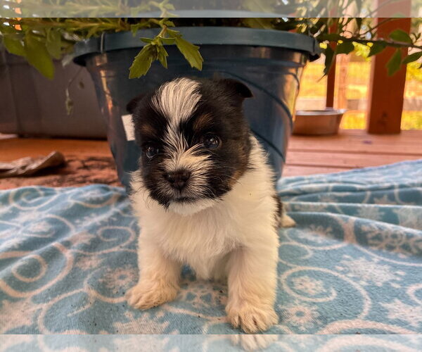 Medium Photo #3 Mutt Puppy For Sale in Pacolet, SC, USA