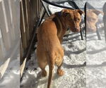 Small #7 American Pit Bull Terrier Mix