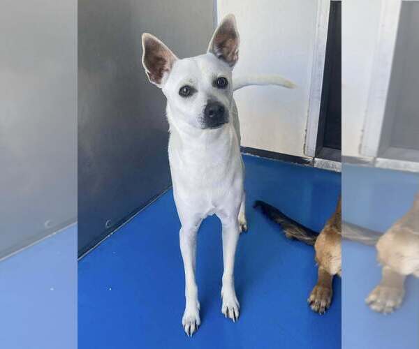 Medium Photo #3 Chihuahua-Unknown Mix Puppy For Sale in Calgary, Alberta, Canada