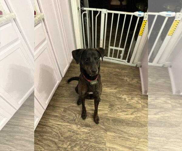 Medium Photo #6 Labrador Retriever-Unknown Mix Puppy For Sale in Holly Springs, NC, USA