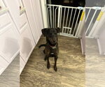 Small #5 Labrador Retriever Mix