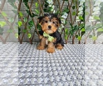 Small #1 Yorkshire Terrier