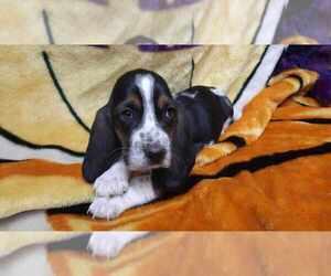 Basset Hound Puppy for sale in SALEM, WV, USA