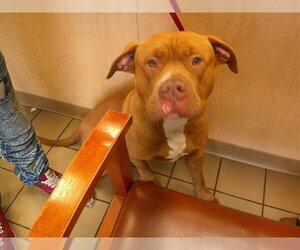 American Staffordshire Terrier Dogs for adoption in Ocala, FL, USA