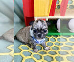 Small Photo #4 Chihuahua Puppy For Sale in NEWVILLE, PA, USA