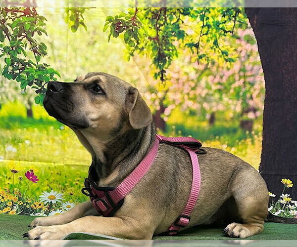 Medium Photo #6 American Pit Bull Terrier-Unknown Mix Puppy For Sale in Wetumpka, AL, USA