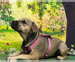 Small #5 American Pit Bull Terrier Mix