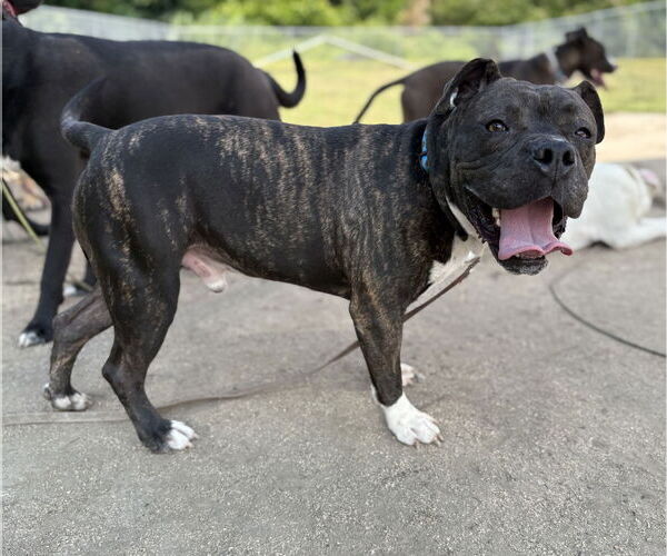 Medium Photo #4 American Bulldog-Unknown Mix Puppy For Sale in Virginia Beach, VA, USA