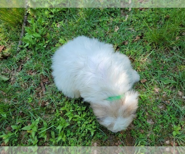 Medium Photo #2 Great Pyrenees Puppy For Sale in LA PLATA, MD, USA