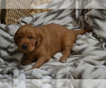 Small Photo #42 Golden Retriever Puppy For Sale in GREENWOOD, WI, USA