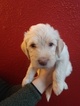 Small Photo #1 Labradoodle Puppy For Sale in ASHWAUBENON, WI, USA