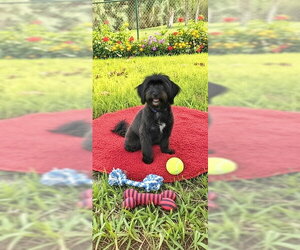 Roselle - Female Shih Tzu Dog for Adoption - Photo #3
