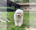 Small Photo #1 Aussiedoodle-Aussiedoodle Miniature  Mix Puppy For Sale in MONTECITO, CA, USA