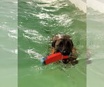 Small Photo #3 Mutt Puppy For Sale in Stevens Point, WI, USA