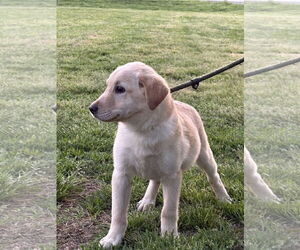 Mutt Dogs for adoption in Holly Hill, SC, USA