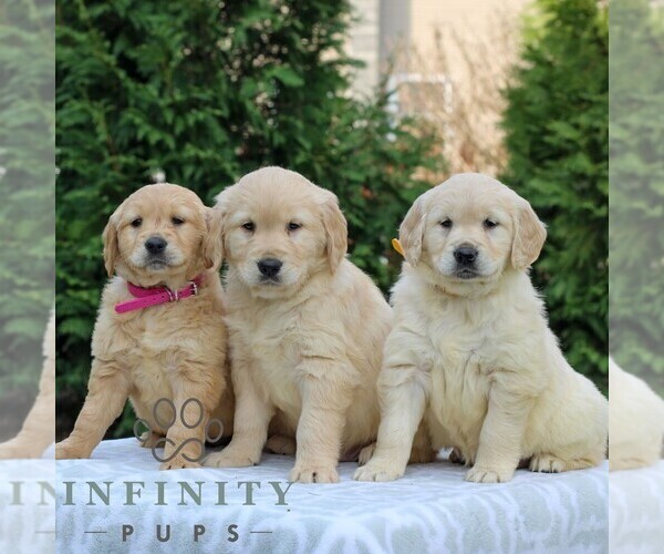 Medium Photo #2 Golden Retriever Puppy For Sale in MANHEIM, PA, USA