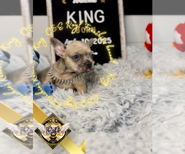 Medium Photo #2 French Bulldog Puppy For Sale in ATHENS, GA, USA