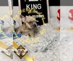 Small #1 French Bulldog