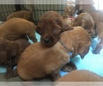 Small Photo #2 Irish Doodle Puppy For Sale in NAMPA, ID, USA