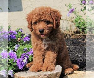 Cavapoo Puppy for sale in LEOLA, PA, USA