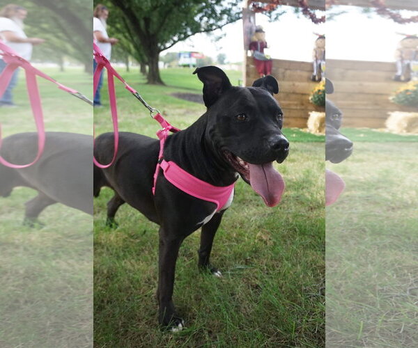Medium Photo #4 American Pit Bull Terrier-Unknown Mix Puppy For Sale in Germantown, OH, USA