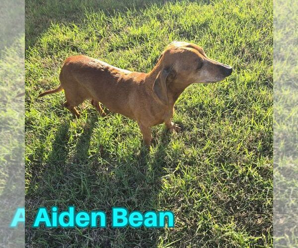 Medium Photo #10 Dachshund Puppy For Sale in San Antonio, TX, USA